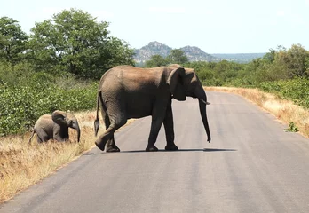 Crédence de cuisine en verre imprimé Afrique du Sud Traversée d& 39 éléphants avec son veau dans le parc national Kruger