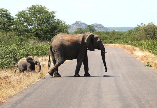 Fototapeta Overstekende olifant met haar kalf in Kruger National Park