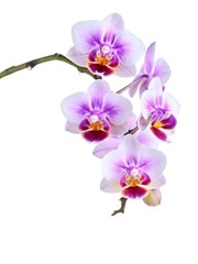 Fototapeta na wymiar orchid 