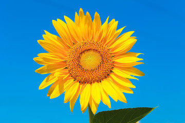 sunflower isolated with clipping path