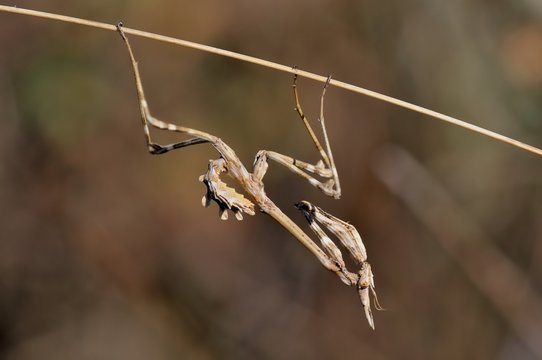 Empusa pennata, nymph
