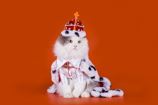 cat in the clothes of the king on a red background