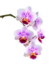 Plakat orchid 