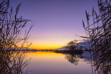 Fototapeta premium Silhouette of Reed with serene Lake during Sunset