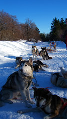 Chiens de traîneau