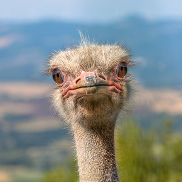 Head of an African Ostrich Looking straight in the Camera