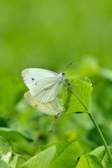 Pieris rapae, mating