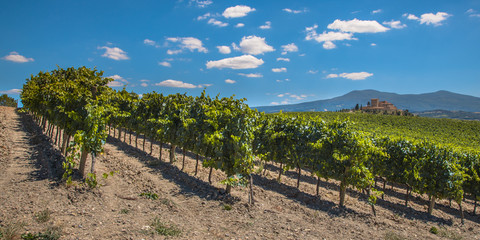 Fototapeta na wymiar Vineyard Panorama at a Tuscany Winery Estate