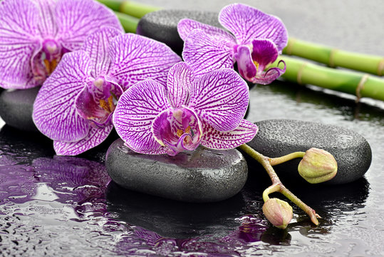 Storczyki na kamieniach bazaltowych