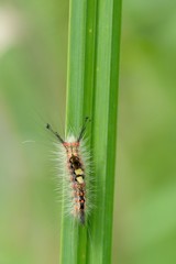 Orgya antigua, caterpillar