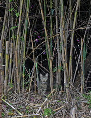 Feral Cat