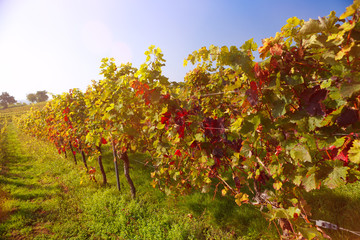 Fototapeta premium vineyard