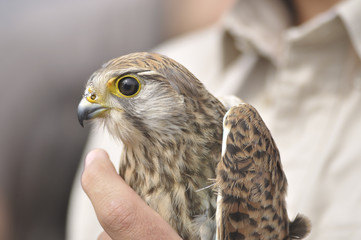Common Kestrel - Falco tinnunculus