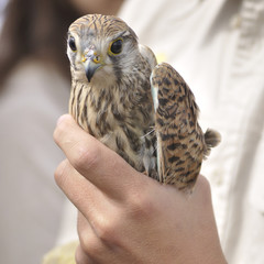 Common Kestrel - Falco tinnunculus