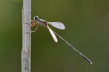 damigella (Lestes parvidens) posata su una canna palustre