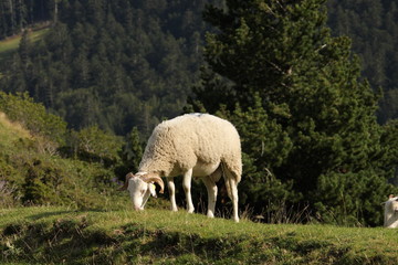 Fototapeta premium Mouton,Pyrénées