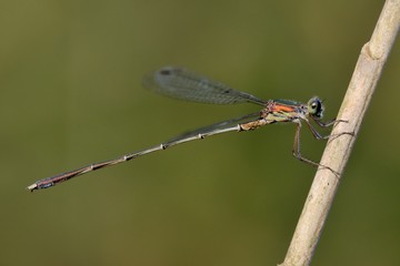 damigella (Lestes parvidens) posata su una canna palustre