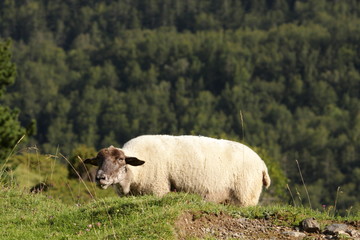 Mouton,Pyrénées