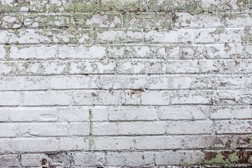 The old whitewashed brick wall © rootstocks