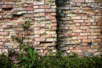 Brick wall with ivy.