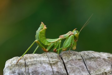 Ameles spallanzania, female