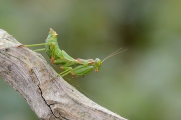 Ameles spallanzania, female