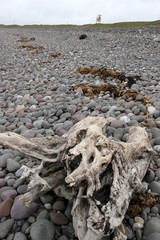 driftwood on the pebbled beach
