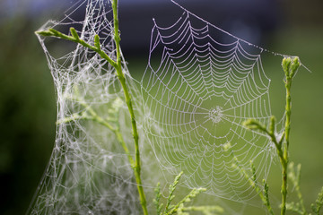 Cobweb