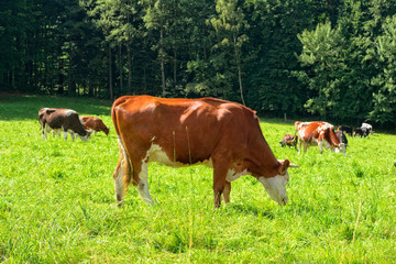 Cows in Field.