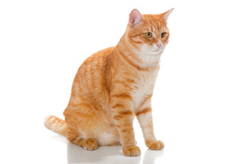 Obraz premium Beautiful orange cat