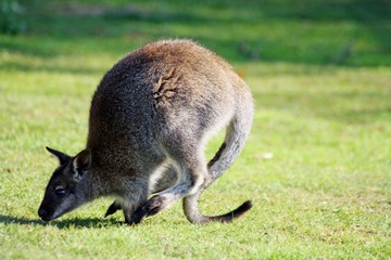adult wallaby
