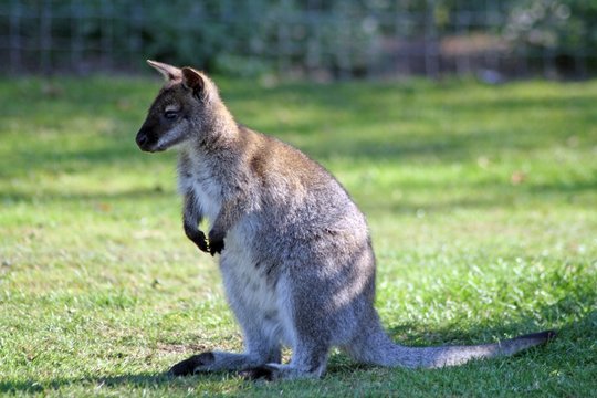 adult wallaby