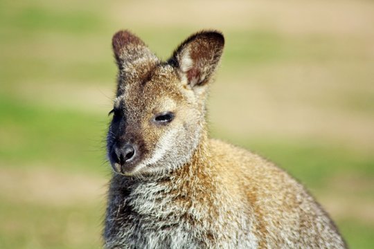 cute wallaby