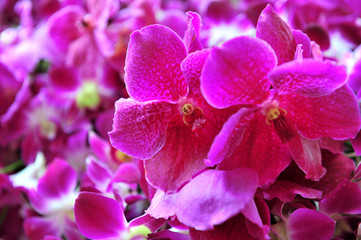 Fototapeta na wymiar Purple orchid isolated on leaf background