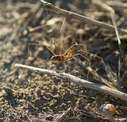 Araignée