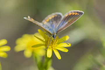 Butterfly polyommatus bellargus