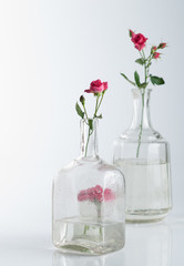 Still Life with roses on white background