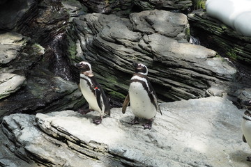 Fototapeta premium poisson