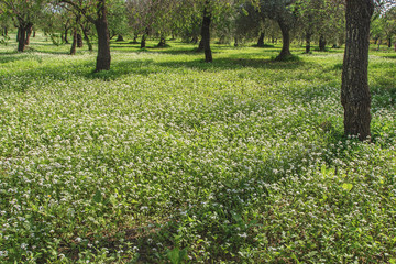 White flowers field