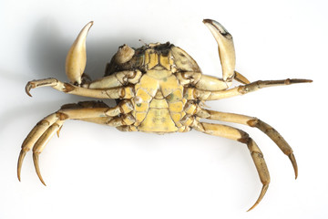 Krabben, Brachyura, Kurzschwanzkrebse,