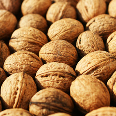 Walnuss - frische Ernte