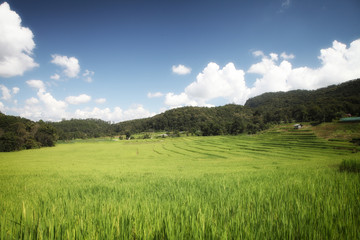 field of spring grass with blue sky