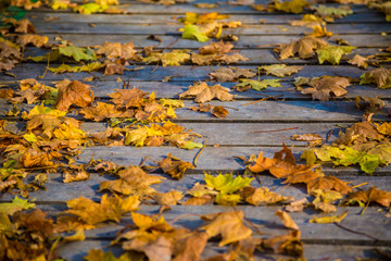Autumn leaves on the wooden floor. background