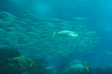Fototapeta premium poisson