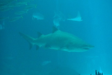 Fototapeta premium poisson