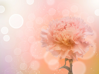 carnation flower with sweet color background
