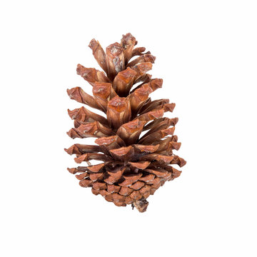 close up pine cone on isolated white, clipping path.