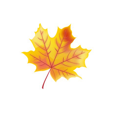 maple leaf