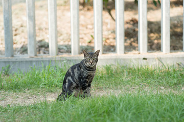 こっちを見るのらねこ