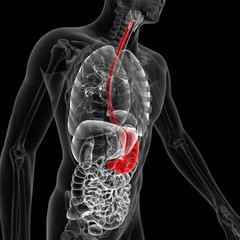 medical 3d illustration of the stomach - obrazy, fototapety, plakaty